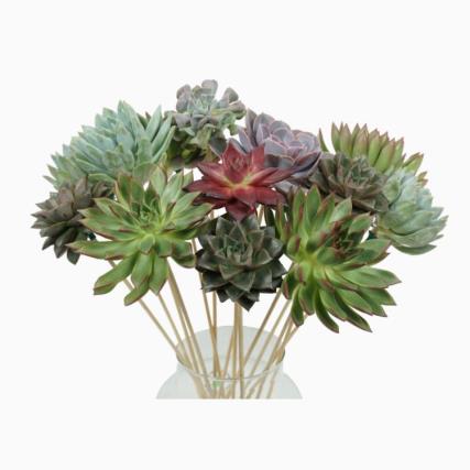 Sticculents 50cm 10,5 X15